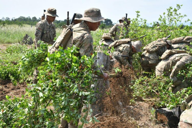 Bolivia registra un aumento del 4% en cultivos de coca, según Naciones Unidas