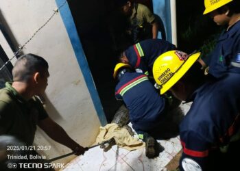 El lagarto fue rescatado de forma segura