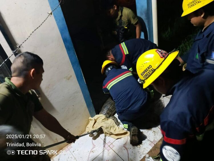 El lagarto fue rescatado de forma segura