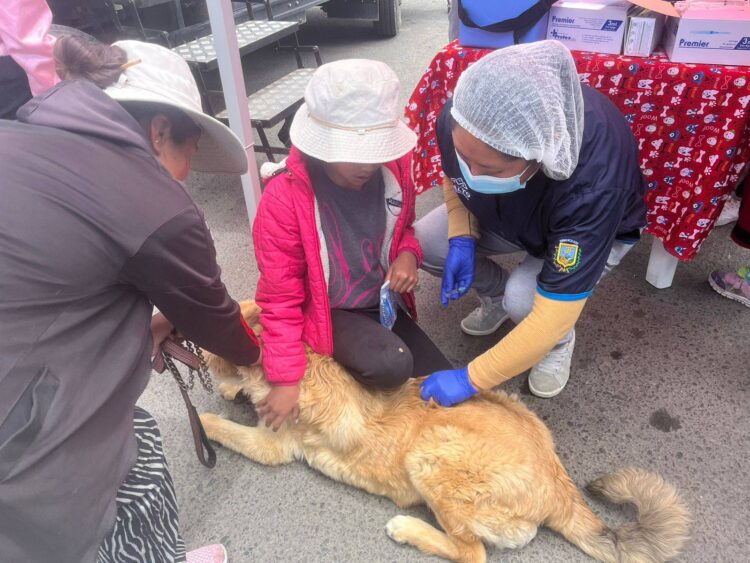 Las mascotas fueron vacunadas y desparasitadas