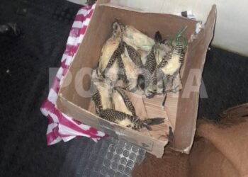 Los pájaros carpinteros disecados eran trasladados a Oruro.