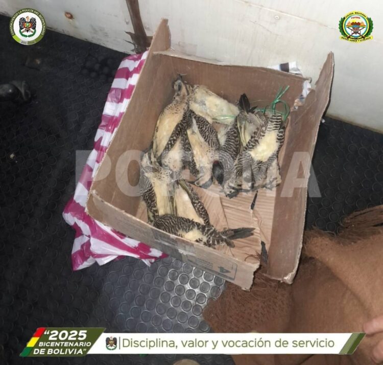 Los pájaros carpinteros disecados eran trasladados a Oruro.