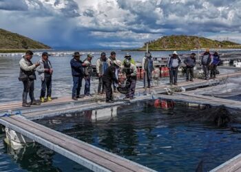 Los productores reciben asesoramiento técnico