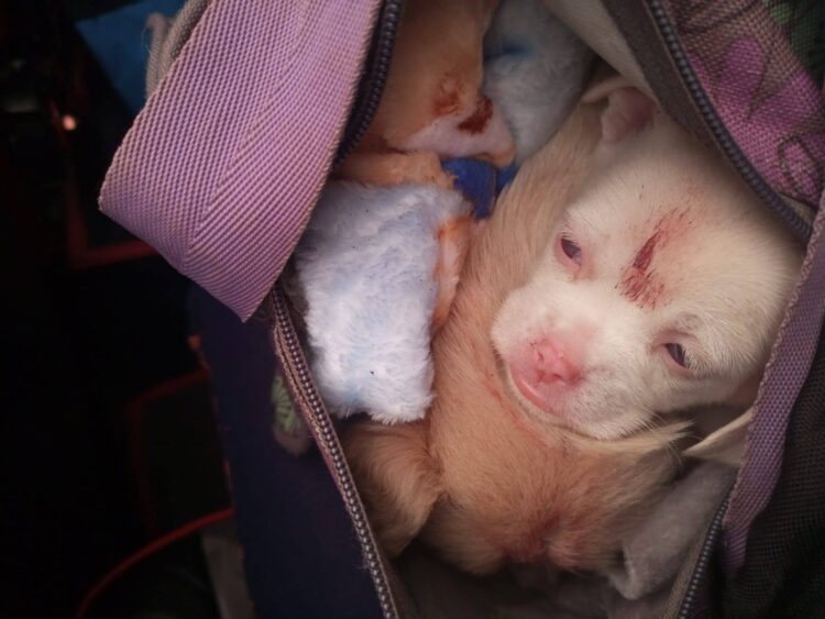 Los cachorritos estaban en una bolsa