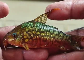 Los aprehendidos tenían una gran variedad de peces/Pofoma