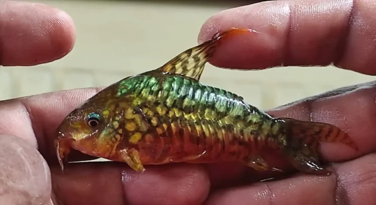Los aprehendidos tenían una gran variedad de peces/Pofoma