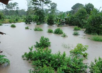 Las lluvias afectaron no solo los cultivos agrícolas y pecuarios además de carreteras.