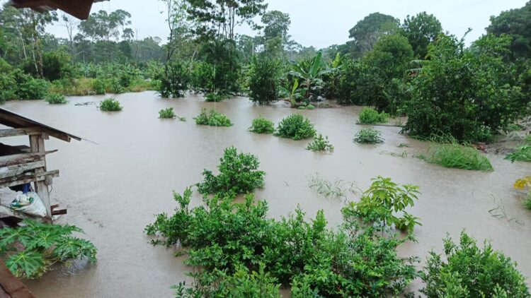 Las lluvias afectaron no solo los cultivos agrícolas y pecuarios además de carreteras.