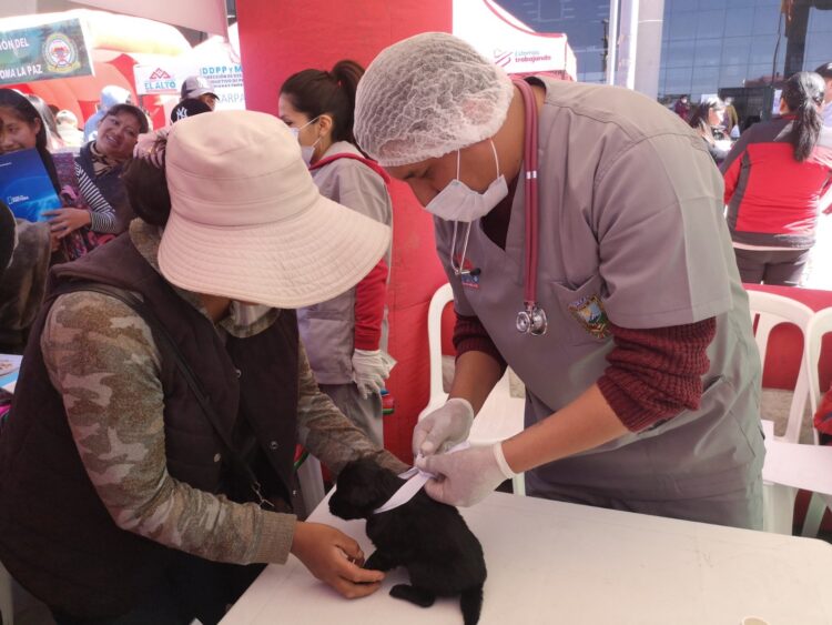 Zoonosis afirma que hay sobrepoblación de perros en El Alto.