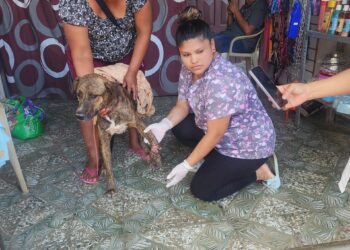 ¡Justicia para Diablito! el can fue atacado a machetazos y perdió una pata.