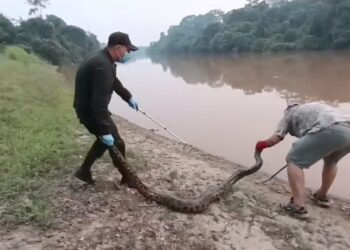 Animales silvestres fueron devueltos a su hábitat luego recuperarse de las quemaduras por los incendios forestales.