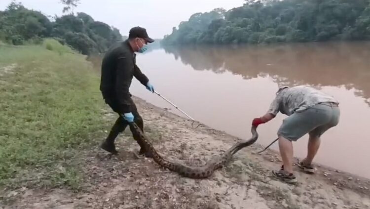 Animales silvestres fueron devueltos a su hábitat luego recuperarse de las quemaduras por los incendios forestales.