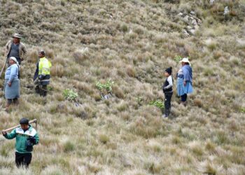 Funcionarios de la Gobernación realizan reforestación en áreas verdes y degradadas por los incendios forestales.