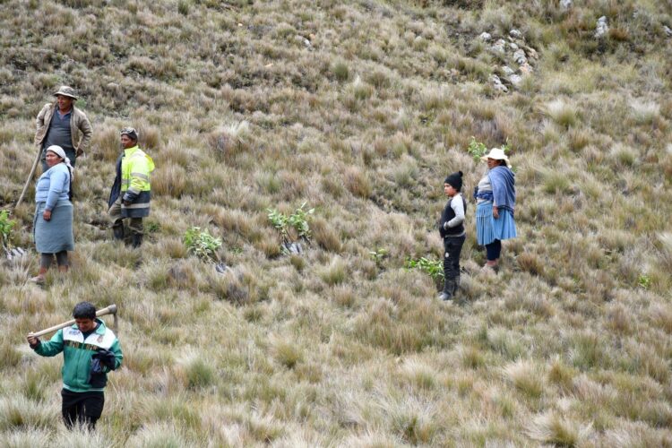 Funcionarios de la Gobernación realizan reforestación en áreas verdes y degradadas por los incendios forestales.