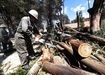 La Alcaldía de La Paz prohíbe tala y poda de árboles hasta marzo de 2025