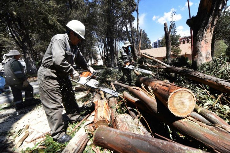 La Alcaldía de La Paz prohíbe tala y poda de árboles hasta marzo de 2025