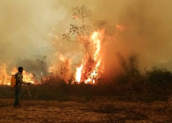 La Policía logra el rescate de 40 animales en los incendios