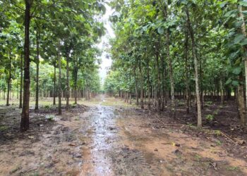 Piden apostar por plantaciones forestales como solución a la degradación de suelos