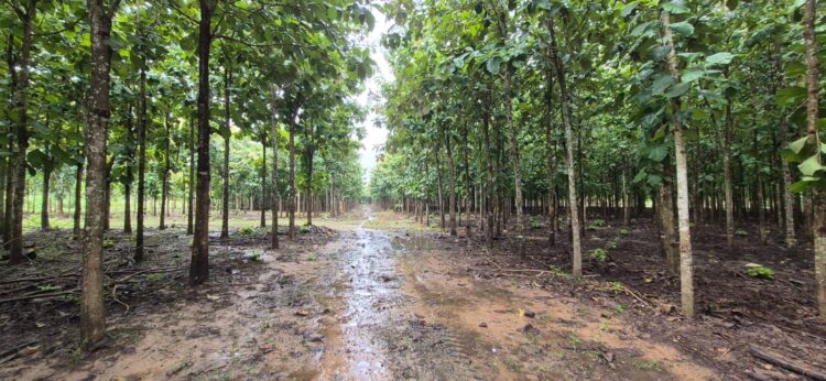 Piden apostar por plantaciones forestales como solución a la degradación de suelos