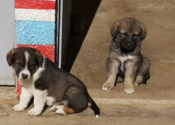 Mascotas buscan un hogar, una feria de adopción se instala en El Alto