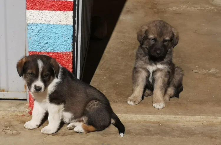 Mascotas buscan un hogar, una feria de adopción se instala en El Alto