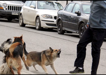 Jaurías de perros causan preocupación en Oruro