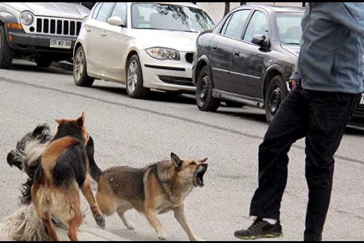Jaurías de perros causan preocupación en Oruro