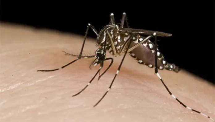 Santa Cruz de la Sierra en alerta naranja por incremento de chikungunya. FOTO: RRSS