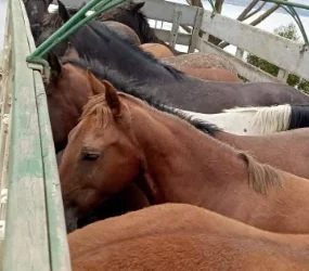 Armada incauta 28 caballos en operativo contra el contrabando