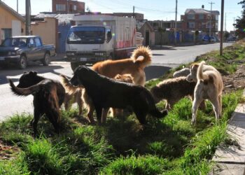 Cochabamba reporta su primer caso de rabia canina