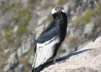 cóndor