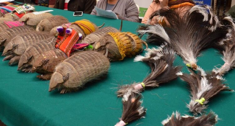 Plumas y quirquinchos disecados decomisados.