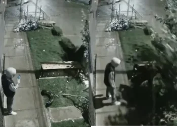 Vándalos destruyen árboles en la ciudad de La Paz.