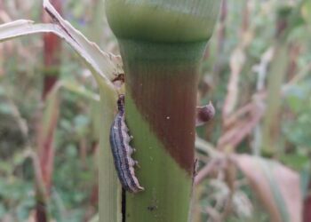 Plaga de gusano cogollero pone en riesgo la producción de maíz en Cochabamba