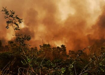 Redesca de la CIDH evaluará impactos de incendios forestales en Bolivia