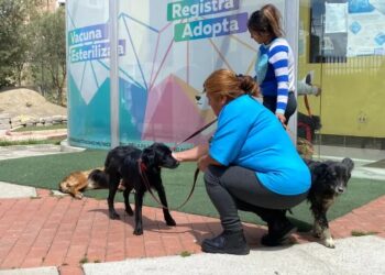 Mascotas rescatadas en Bajo Llojeta siguen en recuperación