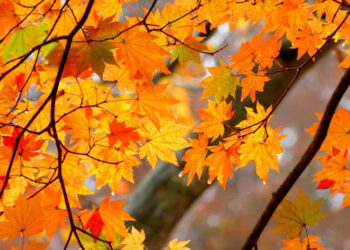 Con un equinoccio, este jueves empieza el otoño