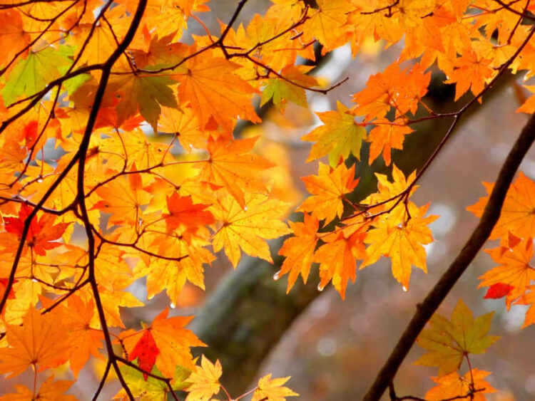 Con un equinoccio, este jueves empieza el otoño
