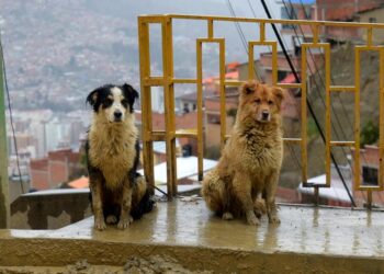 Alcaldía de La Paz busca que no se dejen a las mascotas en la calle en época de lluvias