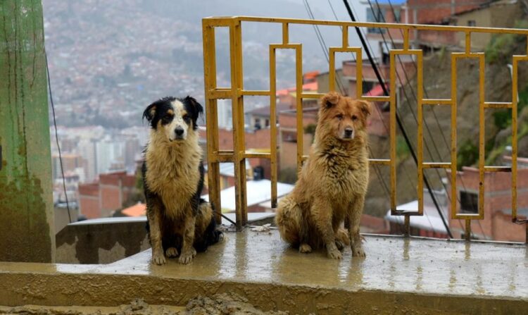 Alcaldía de La Paz busca que no se dejen a las mascotas en la calle en época de lluvias