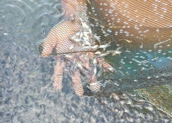 peces
