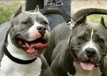 Perros raza pitbull