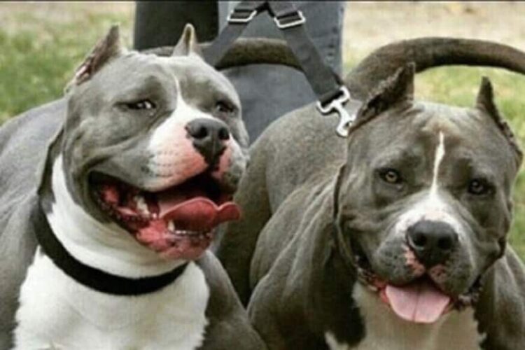 Perros raza pitbull