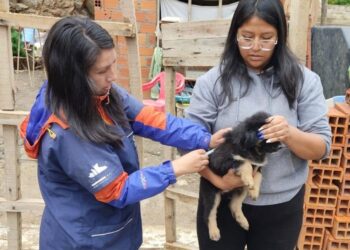 Un nuevo caso de rabia es reportado en Sucre