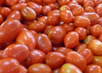 INIAF impulsa técnica para cultivar tomate en época de sequía