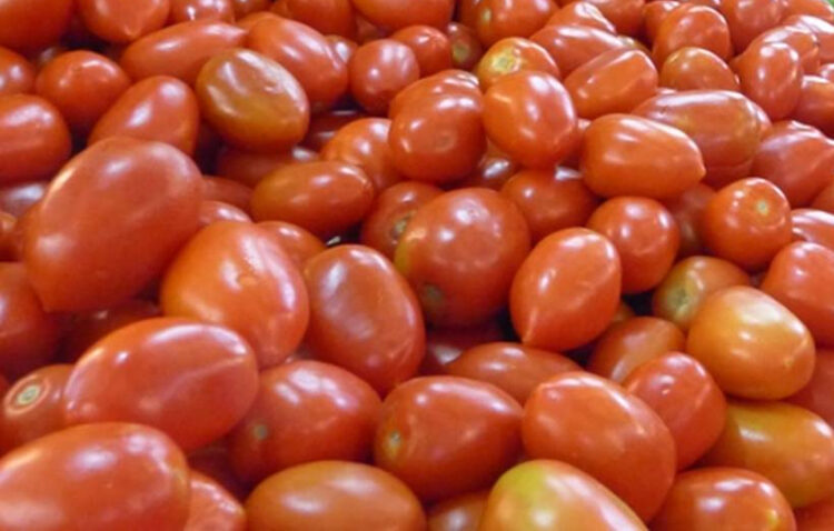 INIAF impulsa técnica para cultivar tomate en época de sequía