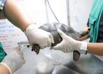 La tortuga que sufrió maltrato se recupera de forma favorable.
