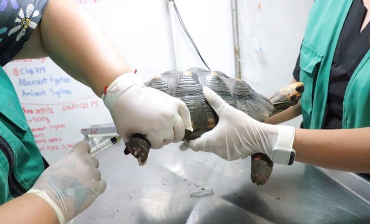 La tortuga que sufrió maltrato se recupera de forma favorable.