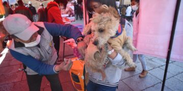 Detectan un nuevo caso de rabia canina en Sacaba y suman 24 en Cochabamba