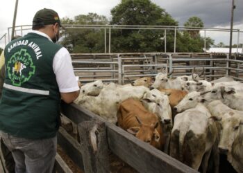 Ganaderos afirman que el abastecimiento de carne está garantizado, pese a ‘variables externas’